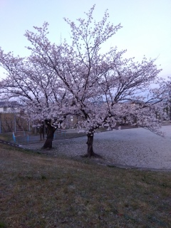 　4月1日　　　満開の桜　　　城山公園