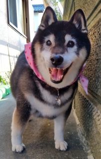 4月30日 朝日を浴びて