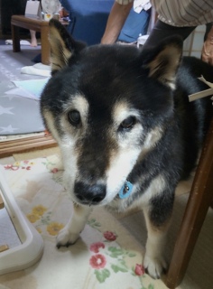 僕の事と呼んだ呼ばれたから来たよ