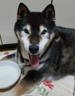 7月6日 散歩から帰って水を飲む