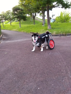 7月6日 車椅子です 乗ってます