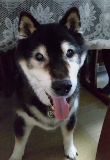 7月15日 テーブルの下からこんにちは テーブルの潜り抜けは3か月前から