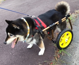 後ろ足が 弱くなって車いすを作って貰いました