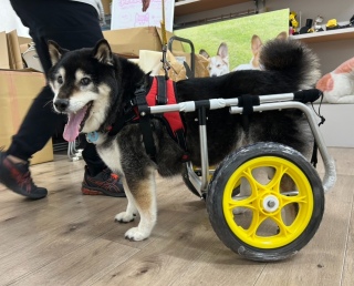 在りし日の虎次朗 7/18車椅子フィッティング