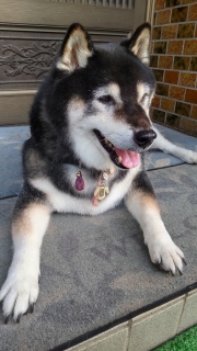 在りし日の虎次朗 1年前の今日