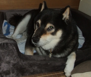 在りし日の虎次朗 6年前の今日