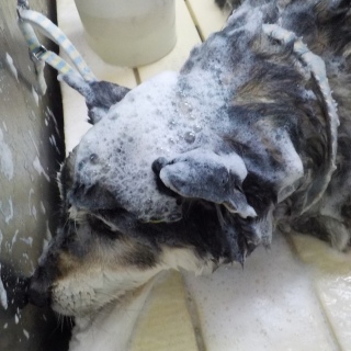 在りし日の虎次朗 今年の7月にbellflowerさんでシャンプーしてしてもらっている時の