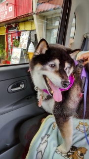 在りし日の虎次朗 1年前の今日