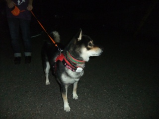 在りし日の虎次朗 2014年の今日 皆既月食でした