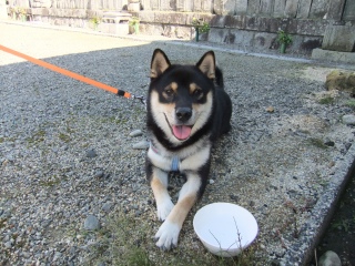 今日は虎次朗の四十九日法要でした。写真は2010年の今日。家族でお墓参りに行ってました。伊賀に