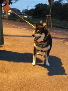 在りし日の虎次朗 2017年の今日