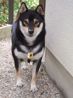 在りし日の虎次朗 2012年の今日