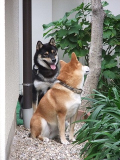 在りし日の虎次朗 2010年の今日