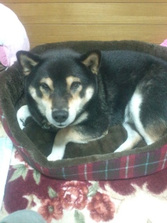 在りし日の虎次朗 2016年の今日