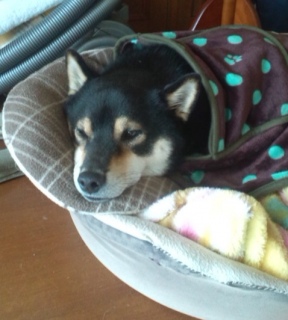 在りし日の虎次朗 2013 年の今日