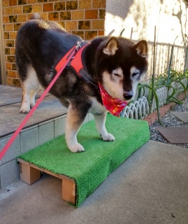 在りし日の虎次朗 2024年の今日