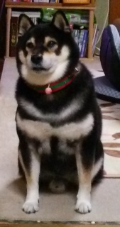 在りし日の虎次朗 2018年の今日