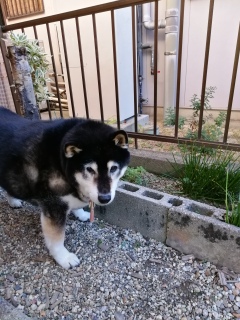 在りし日の虎次朗 1年前の今日