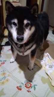 在りし日の虎次朗 1年前の今日