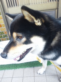 在りし日の虎次朗 2012年の今日