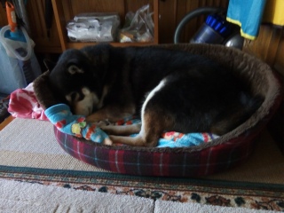 在りし日の虎次朗 2017年の今日