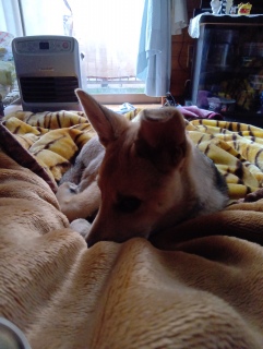 1��17��4�������̎O��ł�