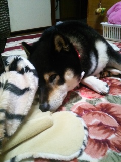 �݂肵���̌Վ��N�@2017�N�̍���