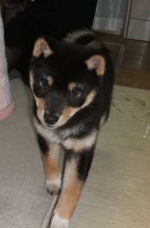 �݂肵���̌Վ��N�@2010�N1��22���@���߂Ă킪�Ƃɗ�����