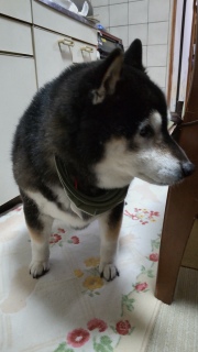 �݂肵���̌Վ��N�@��N�O�̍���