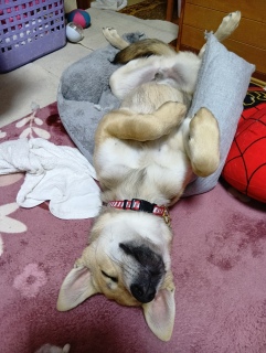 ヘソ天で寝ています2月20日