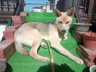 3月17日 階段の上でひと眠り