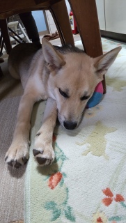 椅子の下に潜り込み一休み