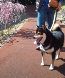 �݂肵���̌Վ��N�@2012�N�̍���