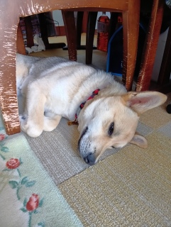 4��11���@���˂�����V�����v�����Ă��炢��ꂽ���݊��݈֎q�̉�