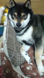 �݂肵���̌Վ��N�@2013�N�̍���