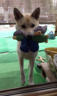 5月9日 咥えるだけくわえています