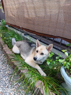 5月31日 避暑場所は兄と同じ
