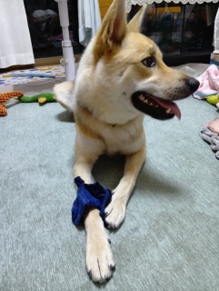 靴下ハンター三瑚