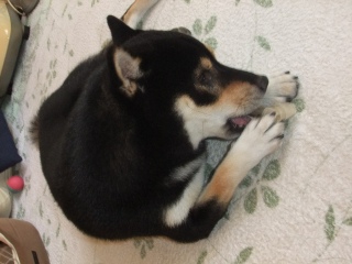 在りし日の虎次朗 2011年の今日